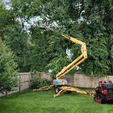 Best Commercial Tree Removal  in Holley, FL