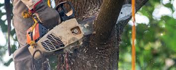 Best Emergency Tree Removal Services  in Holley, FL