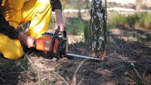 Best Tree Disease Treatment  in Holley, FL