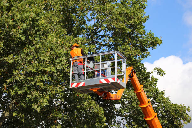 Best Storm Damage Tree Cleanup  in Holley, FL