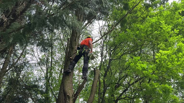 How Our Tree Care Process Works  in  Holley, FL