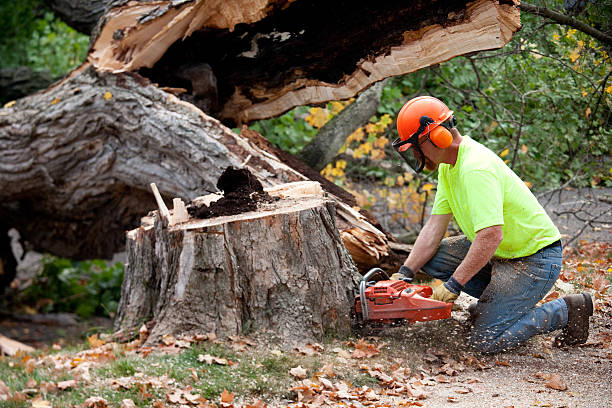 Best Firewood Processing and Delivery  in Holley, FL