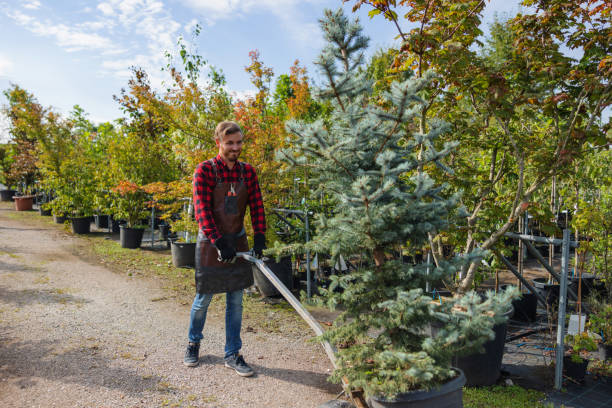 Professional  Tree Services in Holley, FL