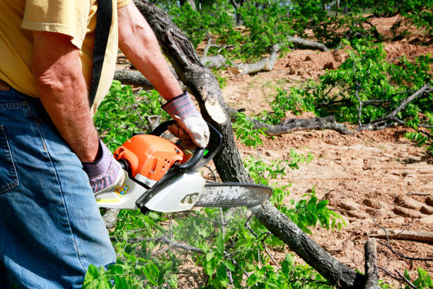 Best Residential Tree Removal  in Holley, FL